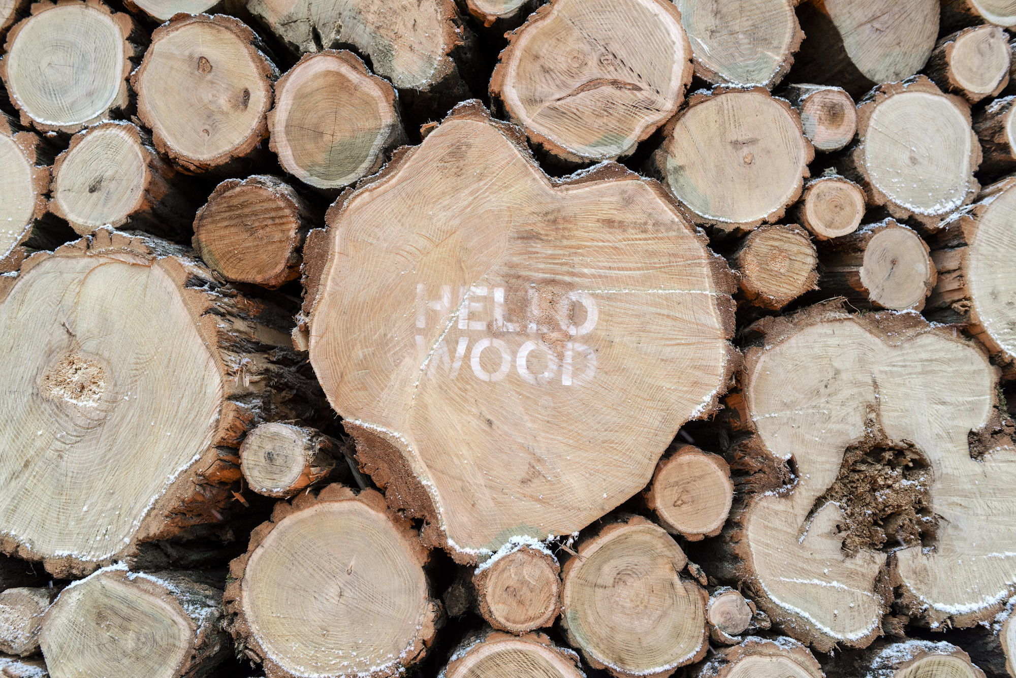 Idén öt Karácsonyfát épített fel a Hello Wood